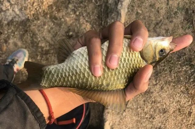 鉤鯽魚用幾號漂最好_魚鉤釣鯽魚用幾號鉤_釣鯽魚用幾號鉤幾號漂