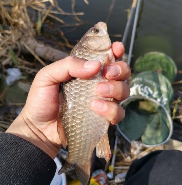 魚竿的選擇_魚竿選擇多長合適_悶竿釣法魚竿選擇