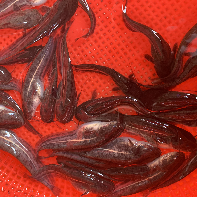 清江魚啥意思_清江魚清江魚_清江魚是什么魚