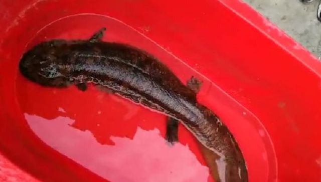 清江魚是什么魚_清江魚清江魚_清江魚啥意思