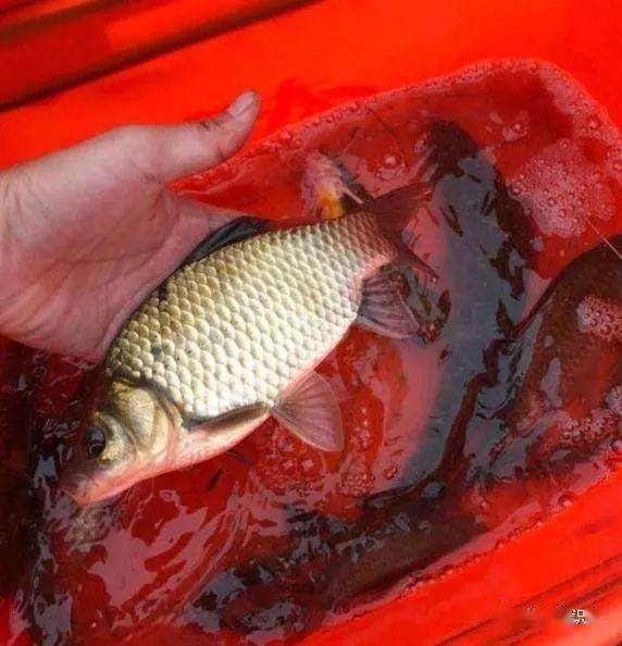 黃顙魚如何釣_釣絕招魚黃顙有什么好處_釣黃顙魚有什么絕招