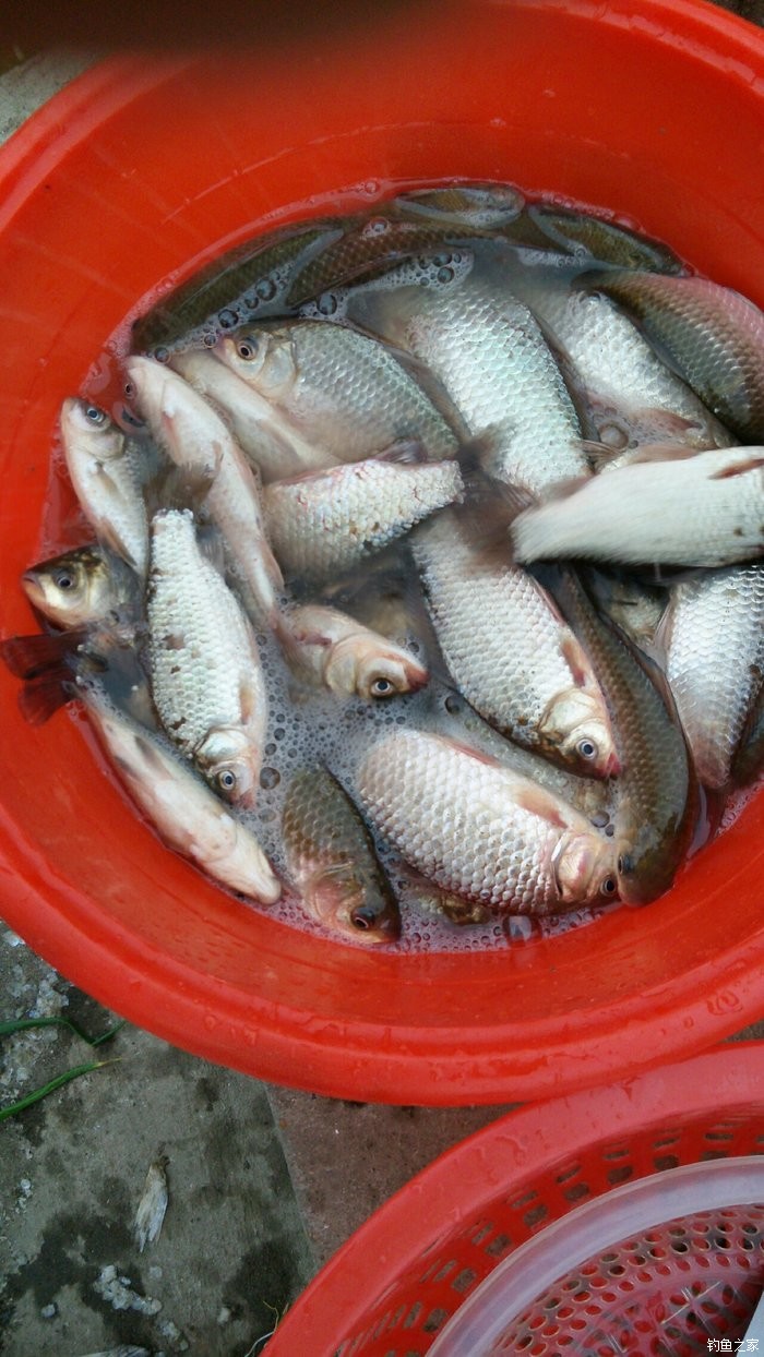 黃顙魚如何釣_釣黃顙魚有什么絕招_釣絕招魚黃顙有什么好處