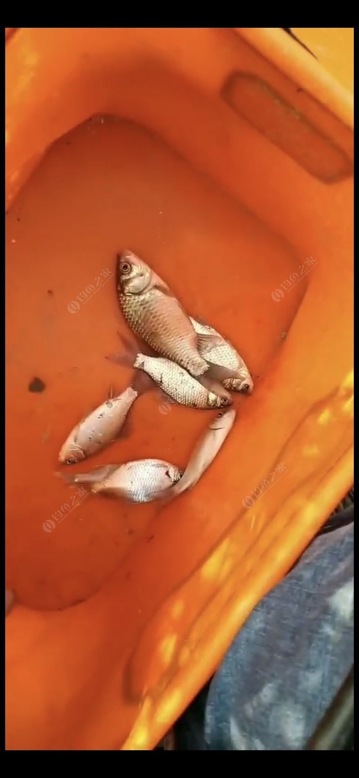 秋季鯽魚釣位選擇_秋季釣鯽魚怎么選位置_秋季釣鯽魚的最佳位置
