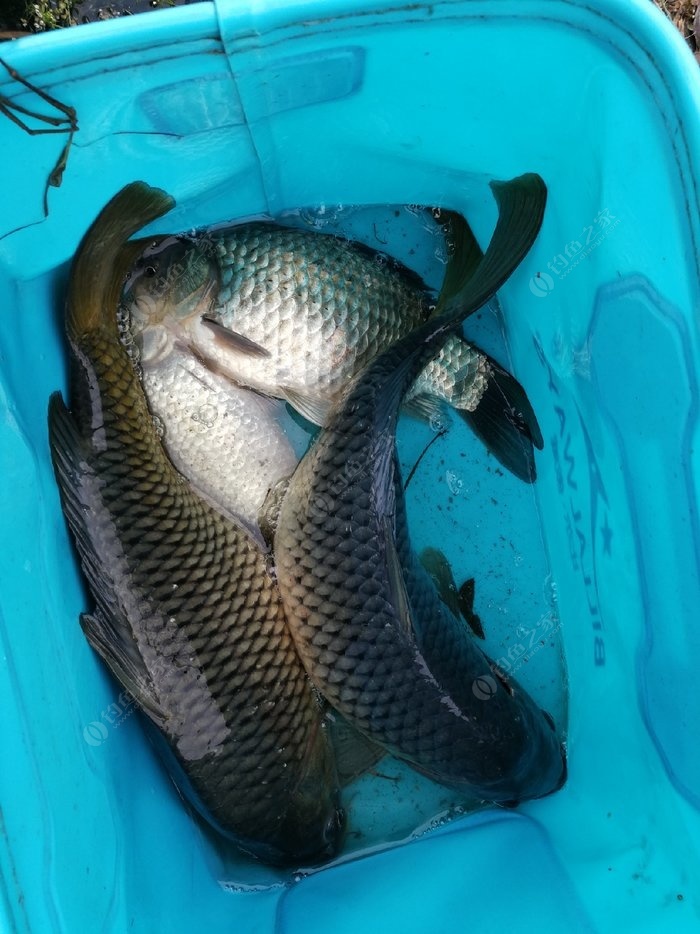 釣鯉魚魚餌配方視頻_釣鯉魚餌料配方釣魚人必看_釣鯉魚餌料配方視頻