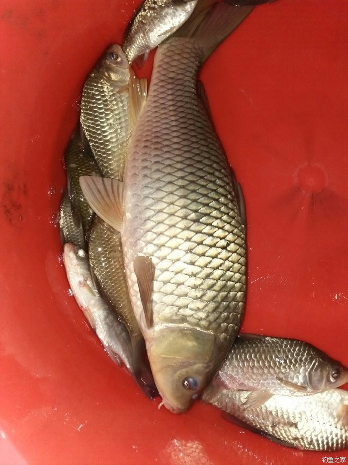水庫釣魚用餌_水庫釣魚餌料味型怎么選_水庫餌料搭配