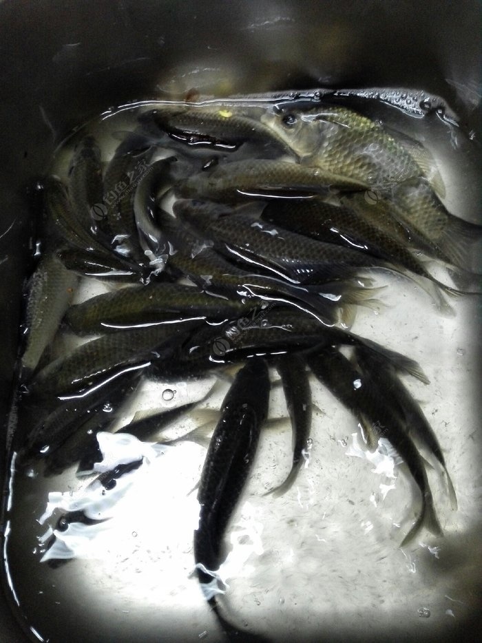 蚯蚓釣魚怎么掛鉤才正確_釣魚掛鉤蚯蚓正確掛法_釣魚鉤掛蚯蚓怎么掛