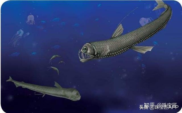 溪石斑魚學名_溪石斑是什么魚_溪石斑魚種類
