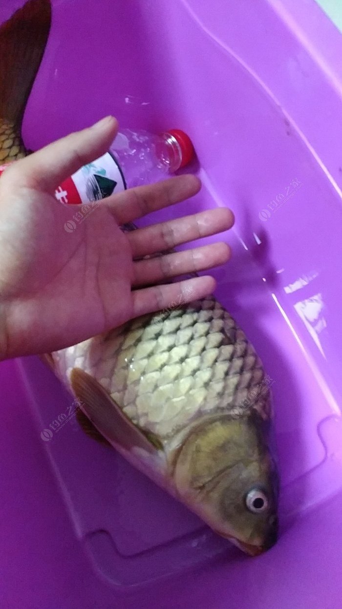 吉首釣魚網_吉首釣魚在哪里釣_吉首釣場