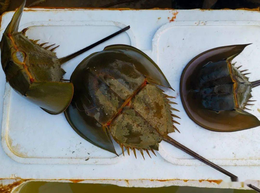 沙蟹是什么動物_沙蟹是海里的嗎_沙蟹是淡水蟹還是海水蟹