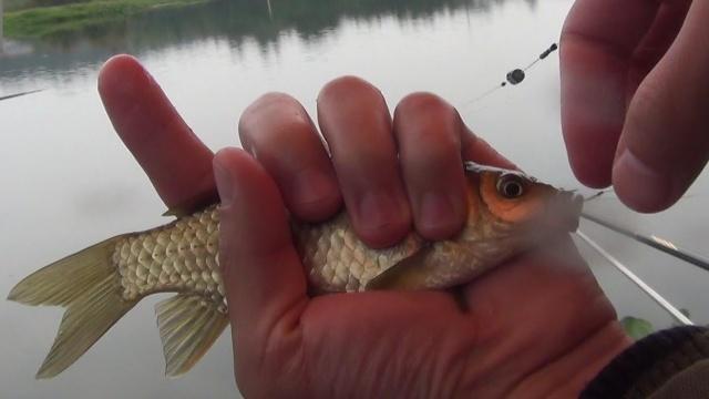 釣鯽魚正確方法調漂圖解_釣鯽魚正確方法調漂視頻教程_釣鯽魚調漂的正確方法