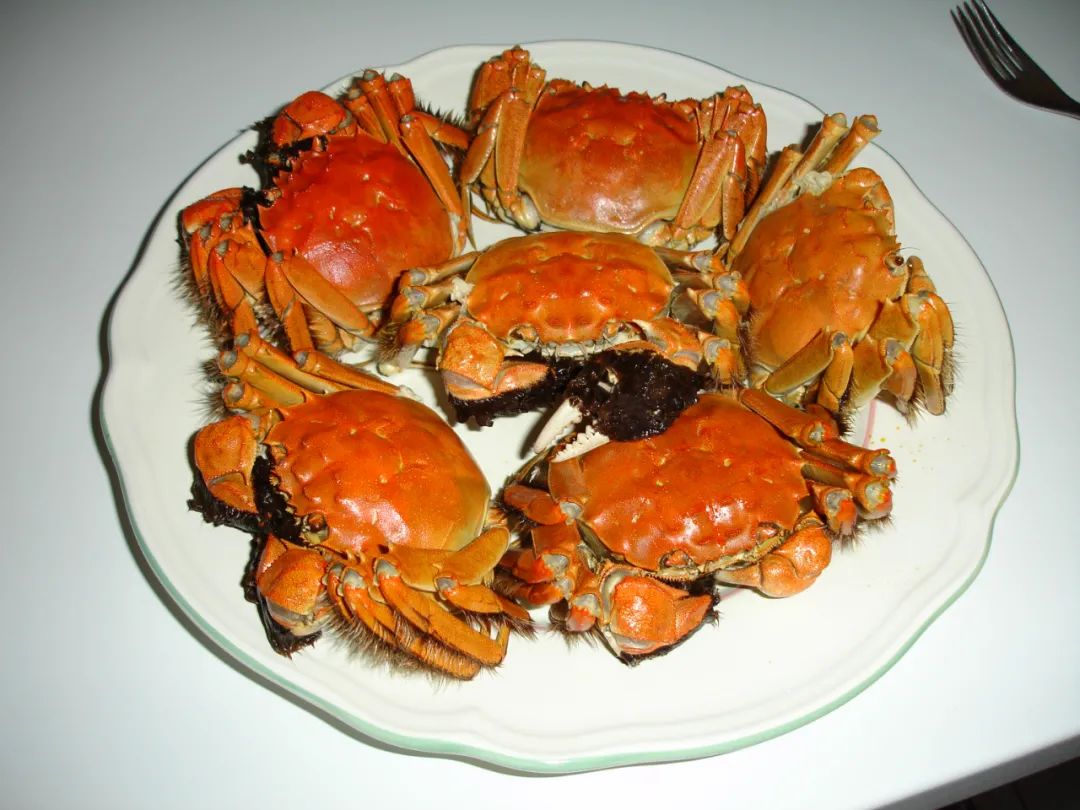 沙蟹是什么動物_沙蟹是海里的嗎_沙蟹是淡水蟹還是海水蟹
