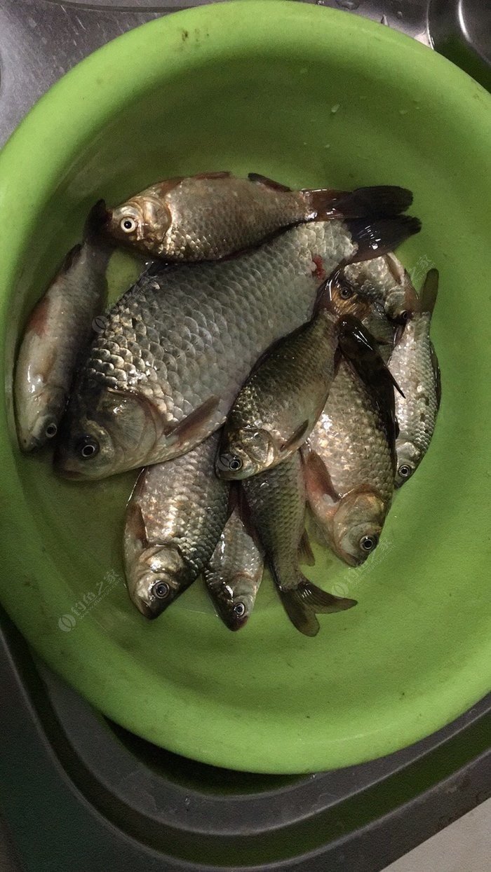 什么時候釣鯔魚最佳_釣鮰魚最佳季節_釣鮰魚最佳時間是什么時候