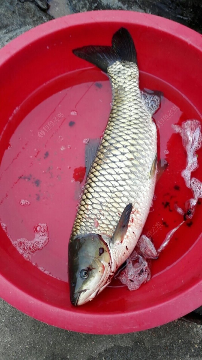 釣魚西南風好釣魚嗎_釣魚西南風好釣嗎_西南風好釣魚嗎