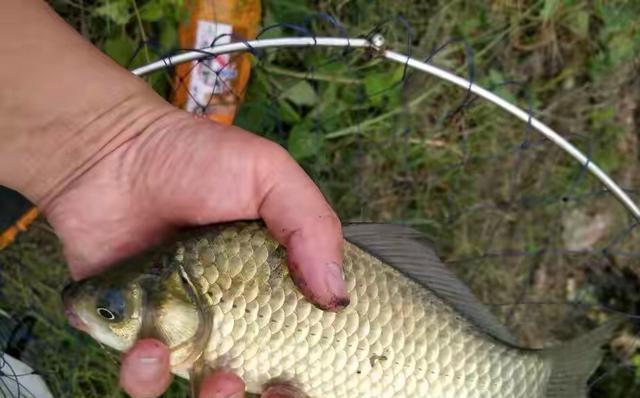 西南風好釣魚嗎_釣魚西南風好釣嗎_釣魚西南風好釣魚嗎