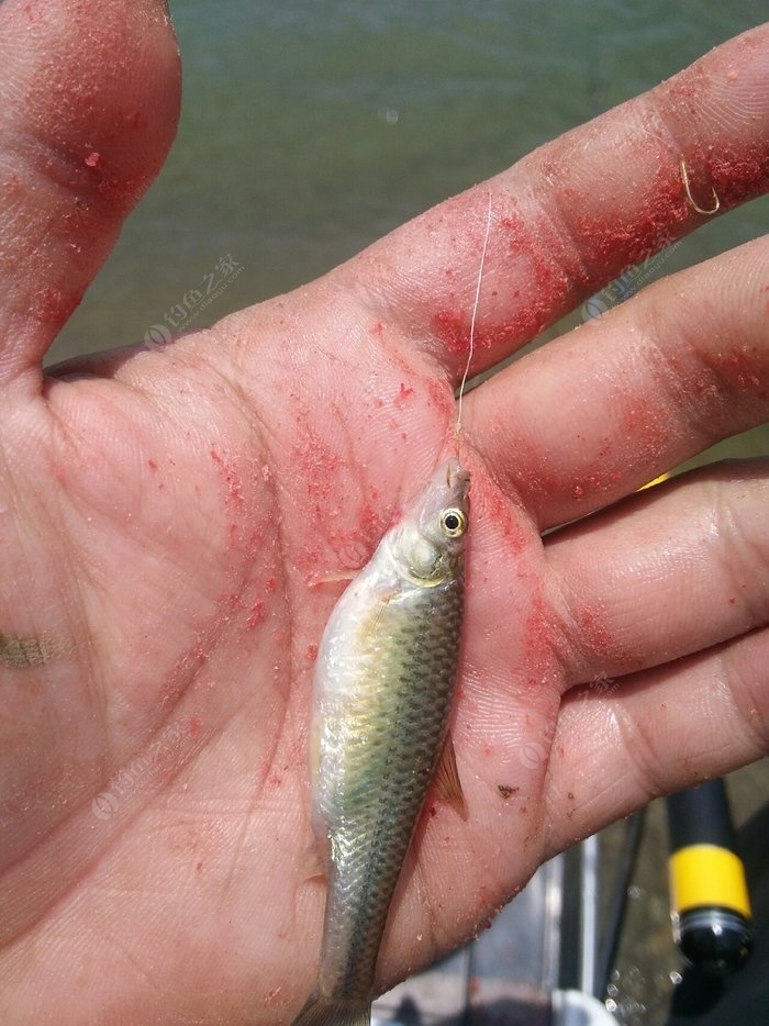 魚鉤種類圖片_魚鉤的種類圖_魚鉤種類大全圖解