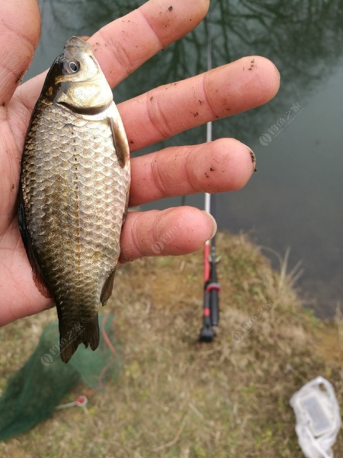 釣鯽魚用幾號魚鉤_釣鯽魚魚鉤用那種最好_釣鯽魚魚鉤用幾號