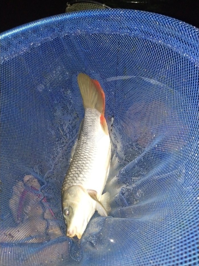 釣魚小藥加窩料好還是餌料好_水庫釣魚小藥如何搭配_水庫釣魚餌料是否應該加小藥