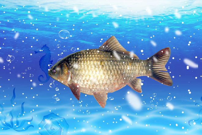 水庫釣魚餌料是否應該加小藥_釣魚小藥加窩料好還是餌料好_水庫釣魚小藥如何搭配
