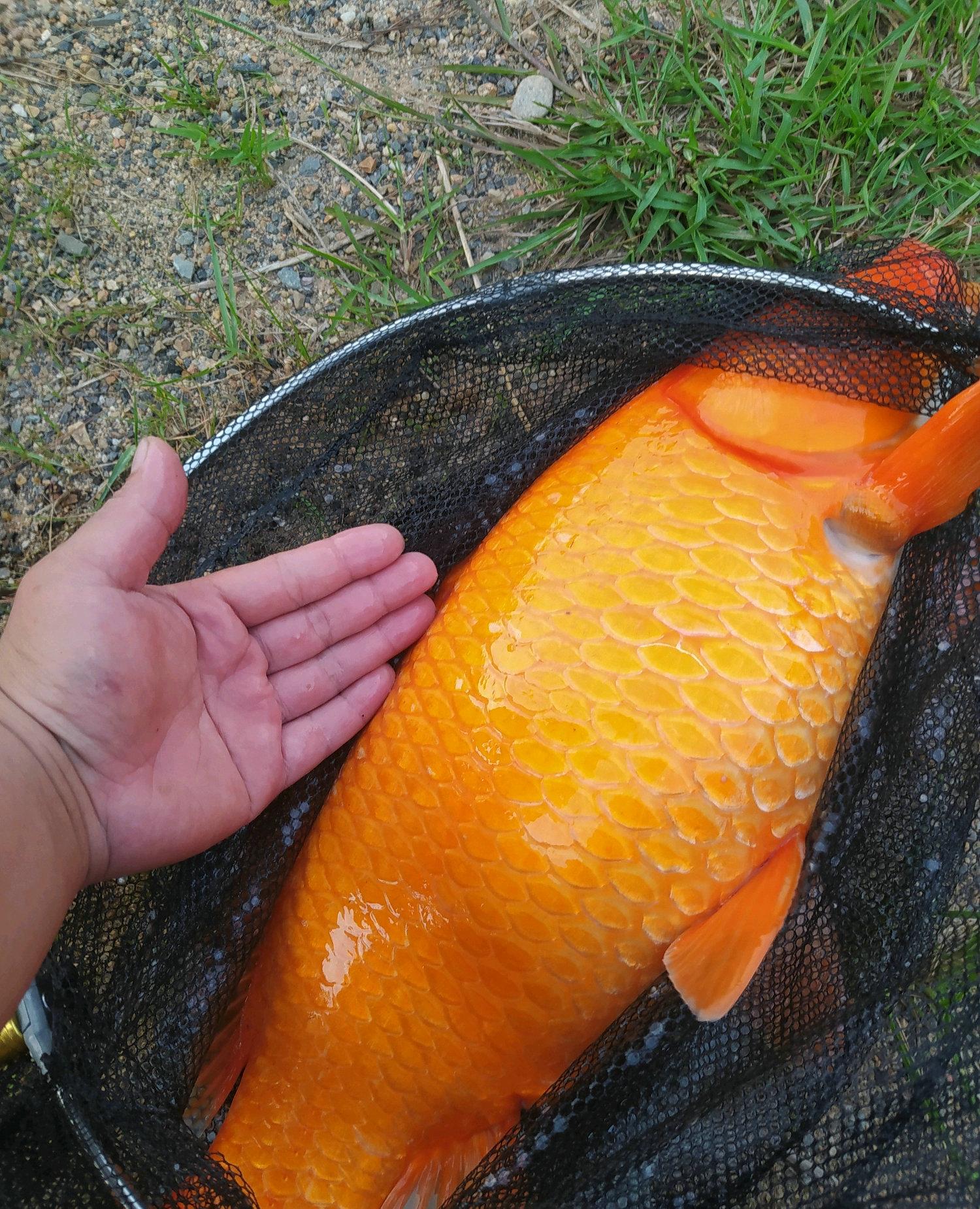 鉤釣鯉魚好用什么餌料_釣鯉魚那種鉤好用_釣鯉魚用什么鉤最好