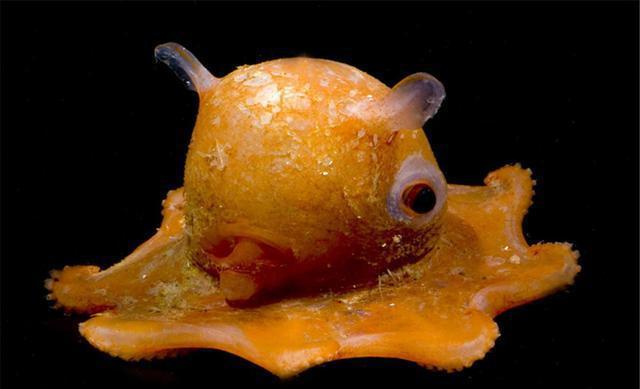脊椎動物發育的模式生物_脊椎動物雌雄生長速度_脊椎動物發育