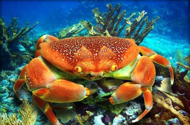 脊椎動物發育_脊椎動物雌雄生長速度_脊椎動物發育的模式生物