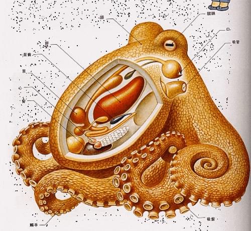 脊椎動物發育的模式生物_脊椎動物雌雄生長速度_脊椎動物發育