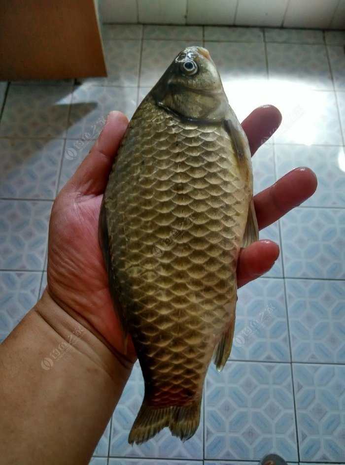 釣鯽魚用什么窩料打窩最好_釣鯽魚的打窩料_鯽魚打窩用什么