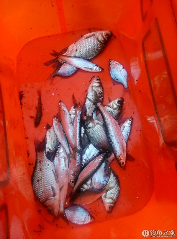 釣餌料草魚正確方法調漂視頻_餌料釣草魚怎么調漂_釣草魚餌料調漂的正確方法