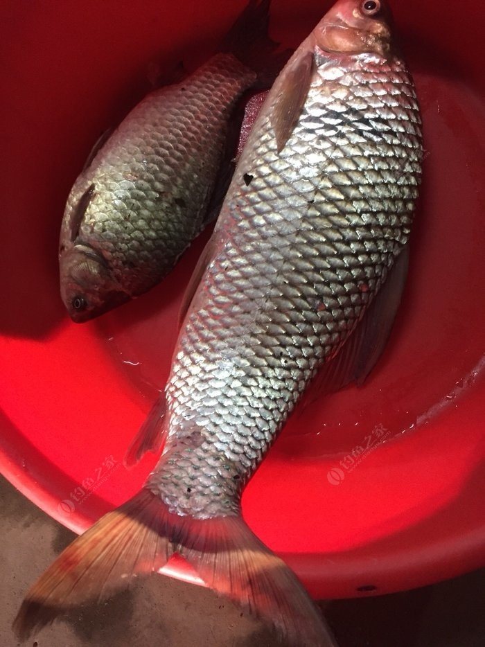 餌料釣草魚怎么調漂_釣草魚餌料調漂的正確方法_釣餌料草魚正確方法調漂視頻