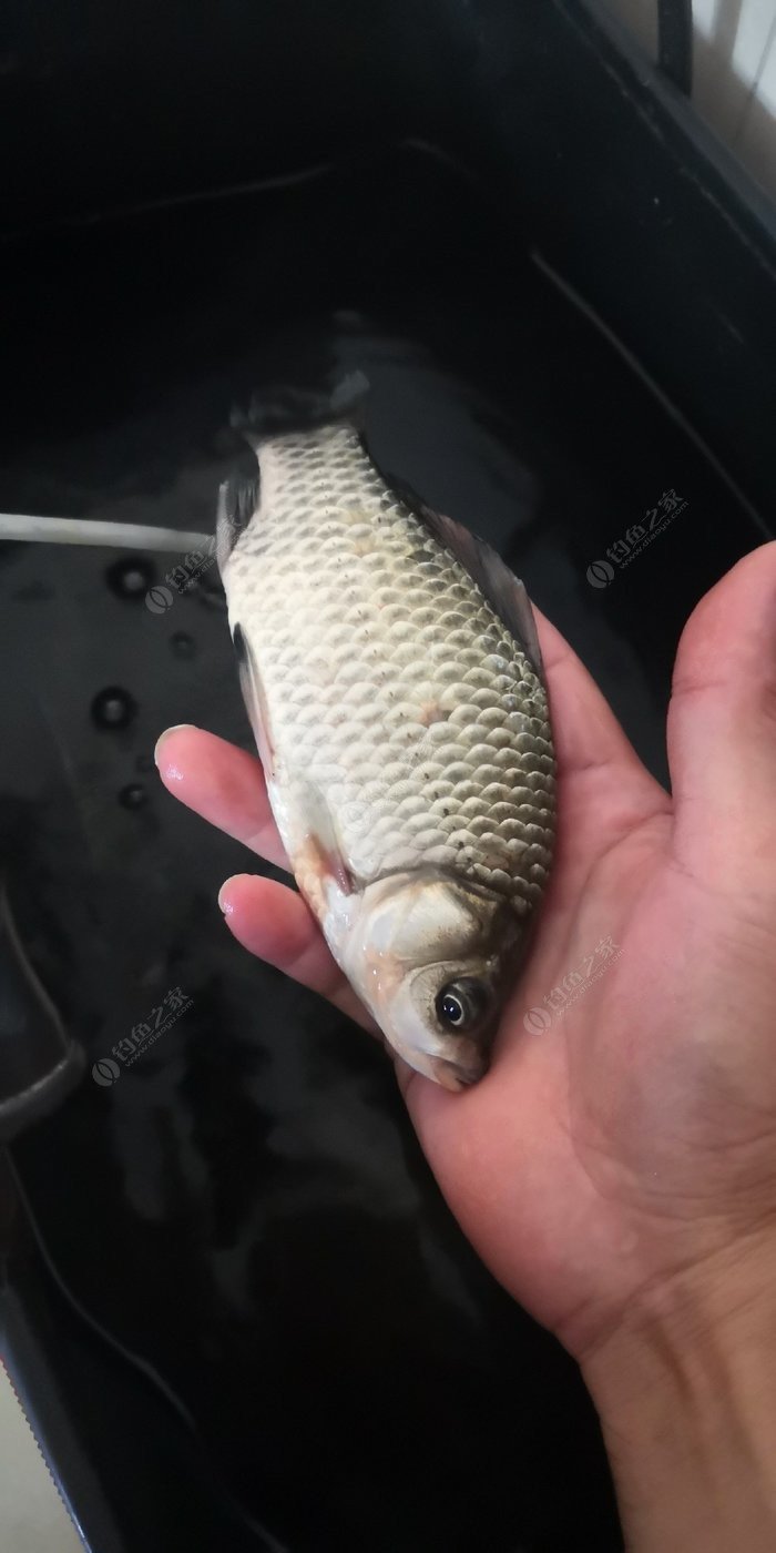釣魚視頻2019_釣魚視頻水庫野釣實戰高清_野外水庫釣魚視頻高清