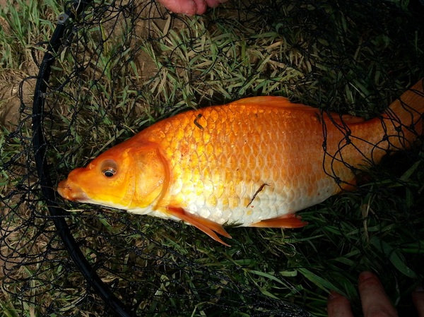 釣鯽魚用幾號鉤_釣鯽魚用啥鉤子_釣鯽魚用什么鉤