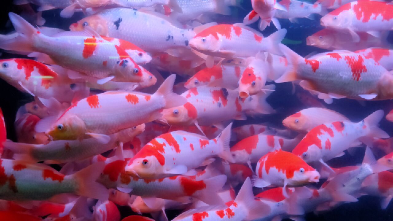 養蝦虎魚喂什么_蝦虎魚好養嗎_養蝦虎魚用強光還是弱光