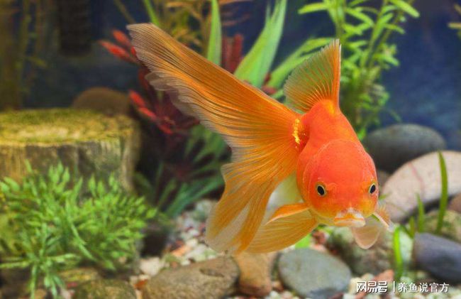 養蝦虎魚必須要鋪底砂嗎_蝦虎魚好養嗎_養蝦虎魚喂什么