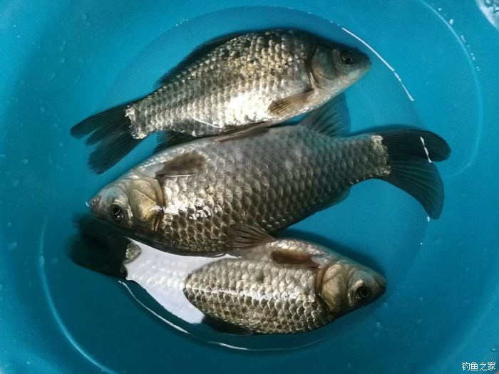 夏季鯽魚怎么釣好釣_夏季野釣鯽魚技巧_夏季鯽魚怎么釣釣鯽魚技巧