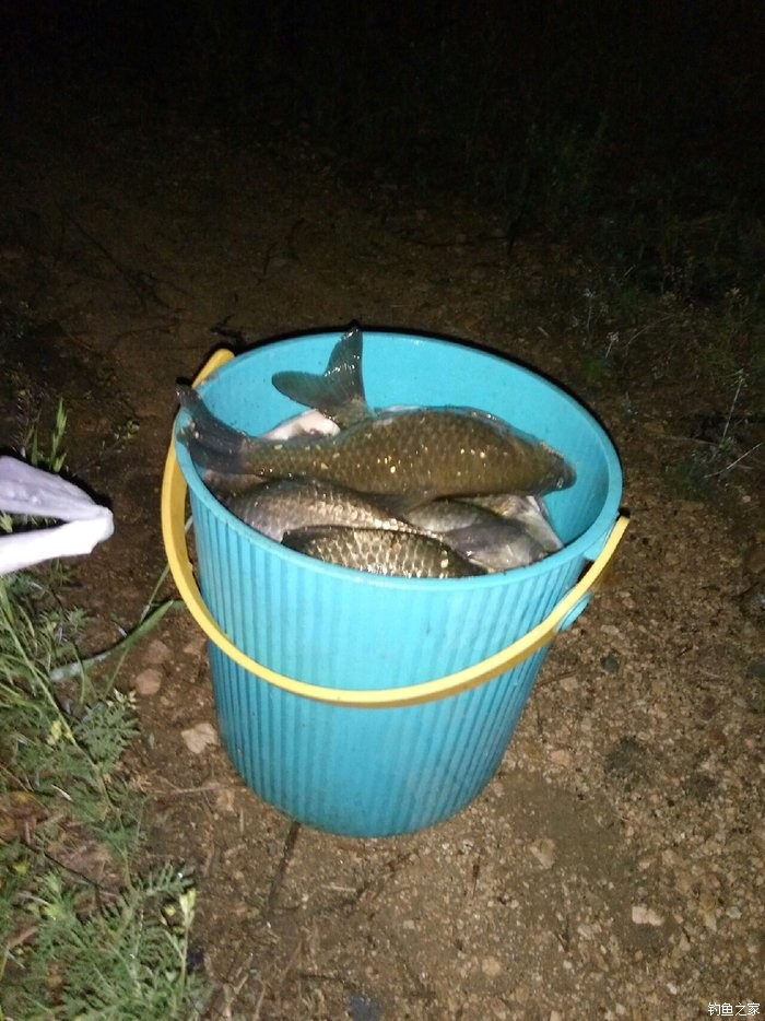 夏季野釣鯽魚技巧_夏季鯽魚怎么釣釣鯽魚技巧_夏季鯽魚怎么釣好釣