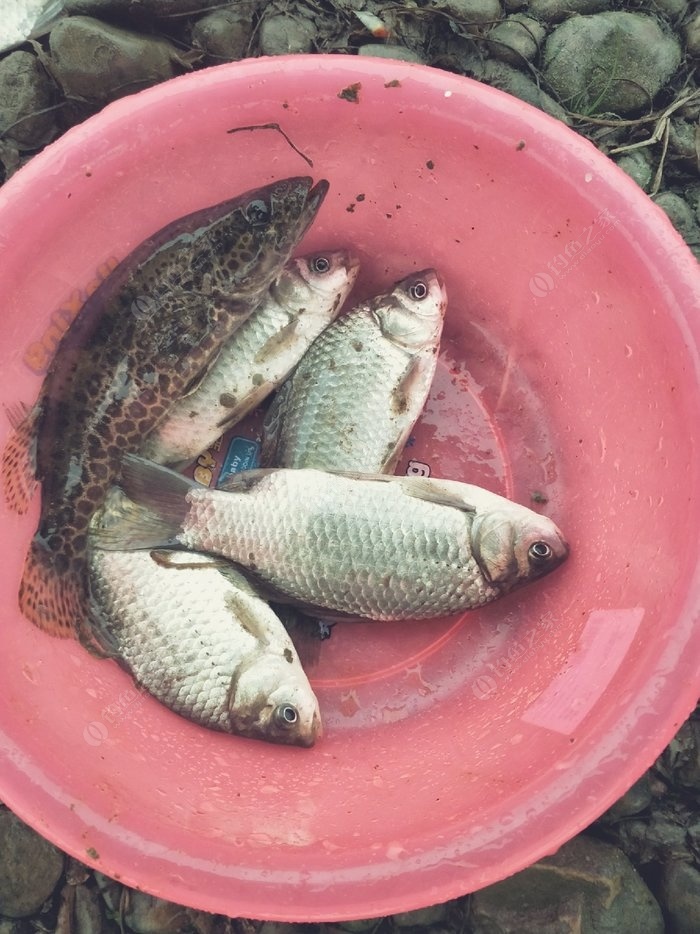 夏季野釣鯽魚技巧_夏季鯽魚技巧野釣視頻教程_夏季鯽魚怎么釣釣鯽魚技巧