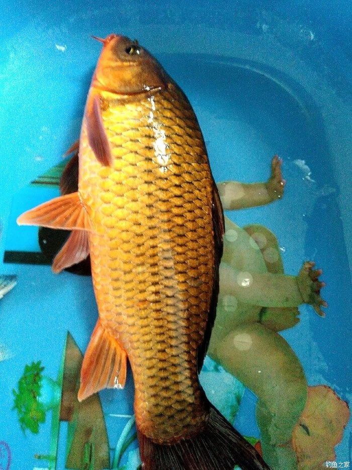 釣魚視頻野釣鯽魚視頻_釣鯽魚視頻野釣實戰_老鬼釣魚視頻之釣鯽魚技巧上