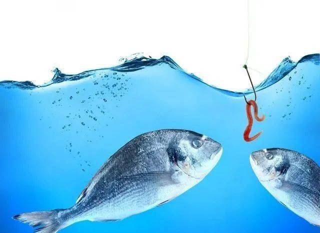 批發鯽魚多少錢一斤_垂釣鯽魚批發大概多少錢一斤_垂釣用鯽魚批發價