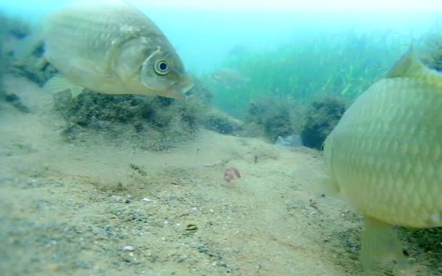 批發鯽魚多少錢一斤_垂釣用鯽魚批發價_垂釣鯽魚批發大概多少錢一斤