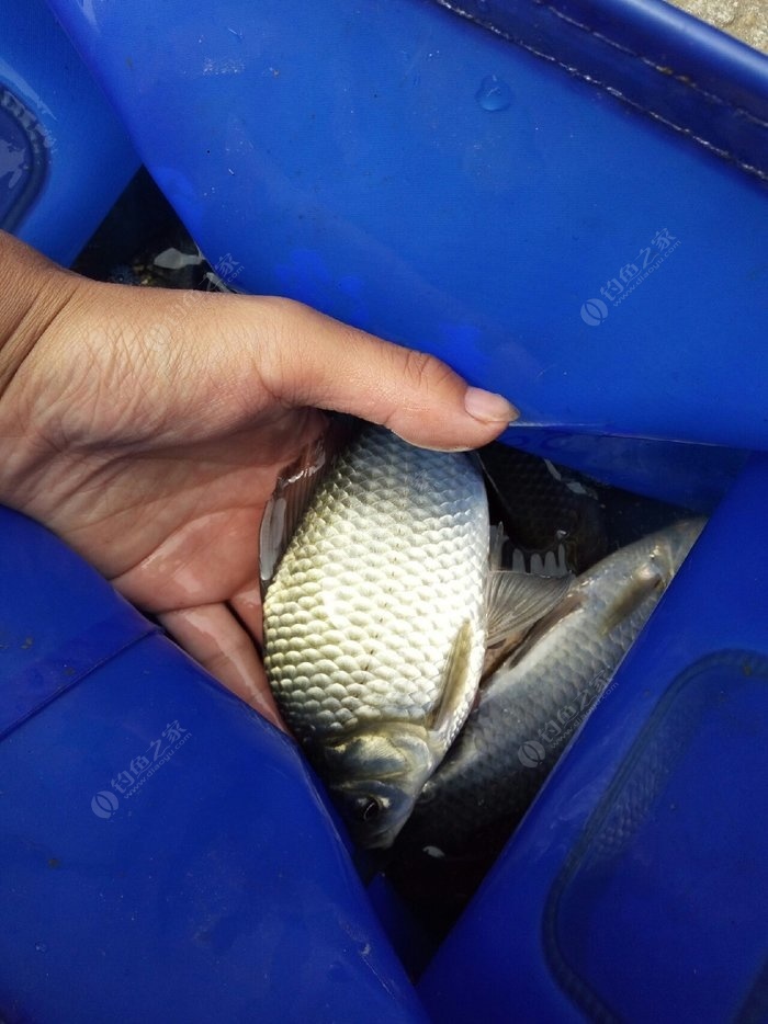 鉤鯉魚用幾號勾_釣鯉魚用幾號鉤最佳_釣鯉魚用鉤選擇