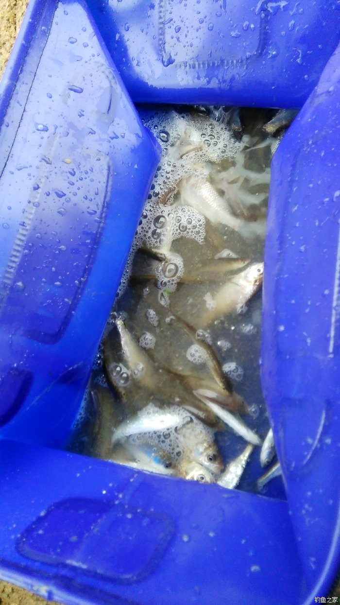 釣鯉魚用鉤選擇_釣鯉魚用幾號鉤最佳_鉤鯉魚用幾號勾