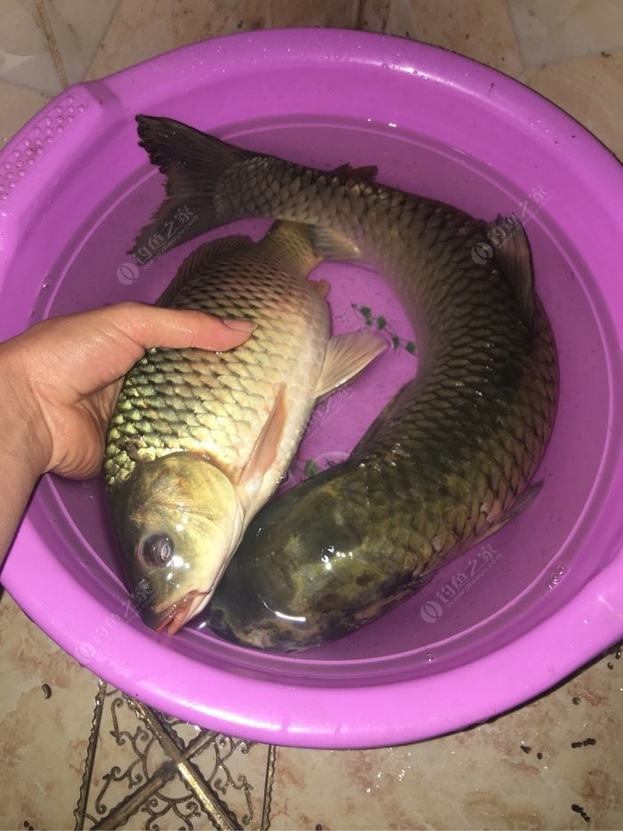 釣牌子餌料草魚好嗎_釣草魚餌料哪家強_釣草魚餌料哪個牌子好