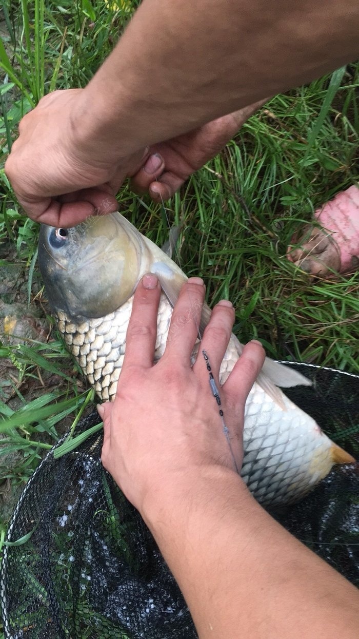 釣牌子餌料草魚好嗎_釣草魚餌料哪家強_釣草魚餌料哪個牌子好