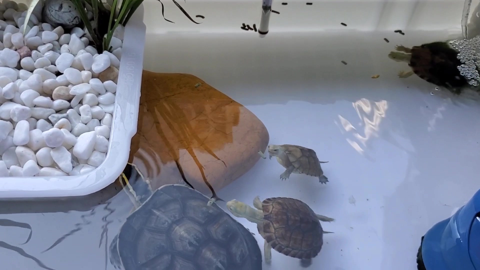 懶人養的觀賞魚_想養觀賞魚_什么觀賞魚適合懶人養
