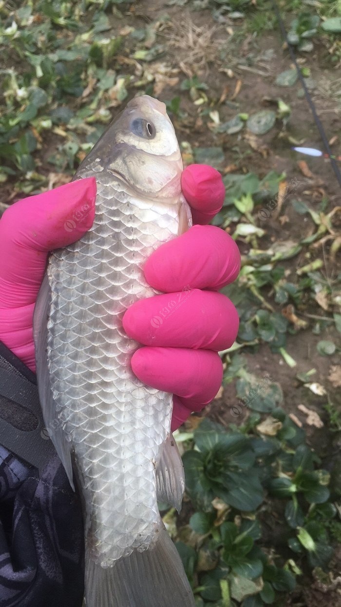 立式魚漂的綁法圖解_立式浮漂綁法視頻教程_立式魚漂的綁法視頻
