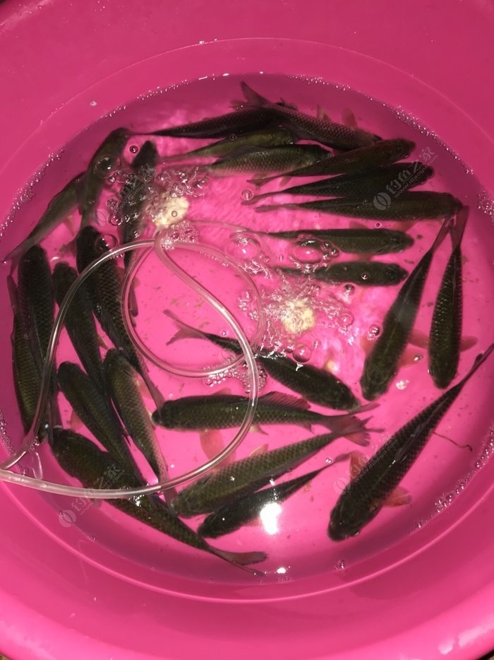 立式魚漂的綁法圖解_立式魚漂的綁法視頻_立式浮漂綁法視頻教程