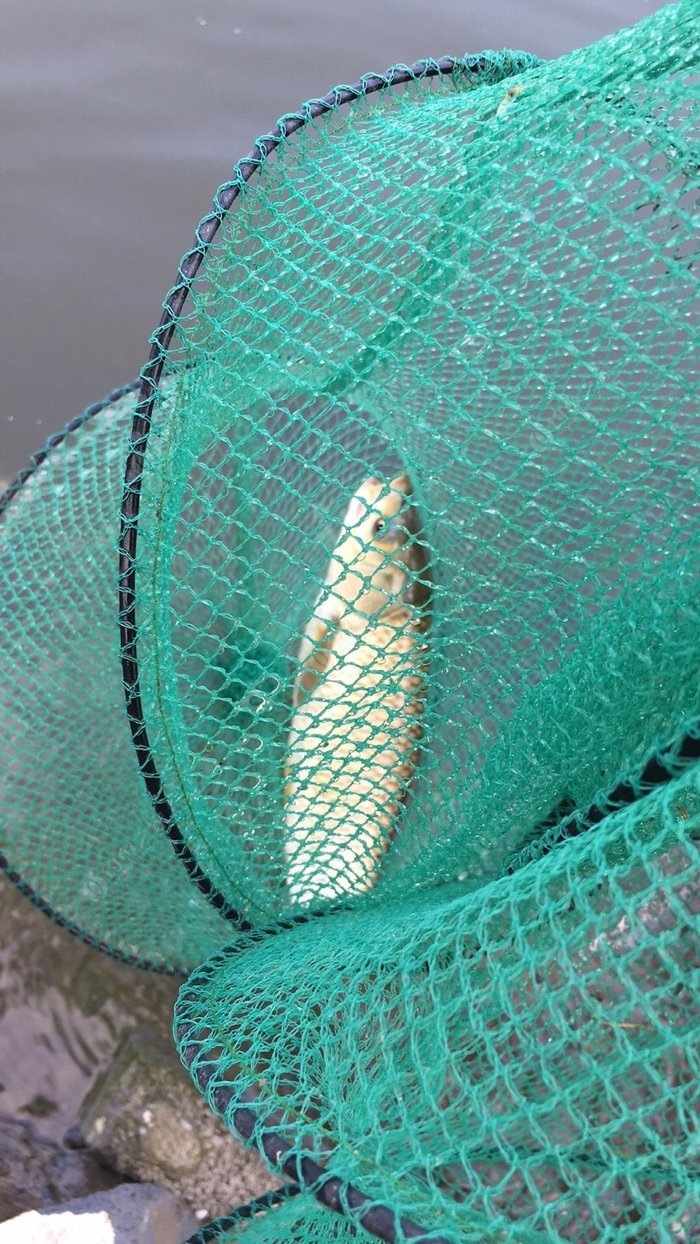 釣草魚玉米_好釣玉米餌料草魚怎么釣_釣草魚餌料好還是玉米好