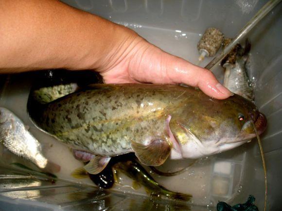 鯰魚江團魚哪個好吃_江團魚是不是就是鯰魚_鯰魚江團魚的區別