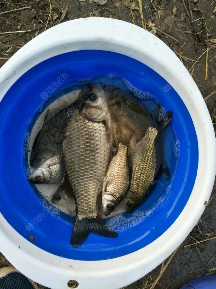 野釣鯽魚視頻大全高清實戰_釣鯽魚魚視頻_手竿野釣鯽魚視頻