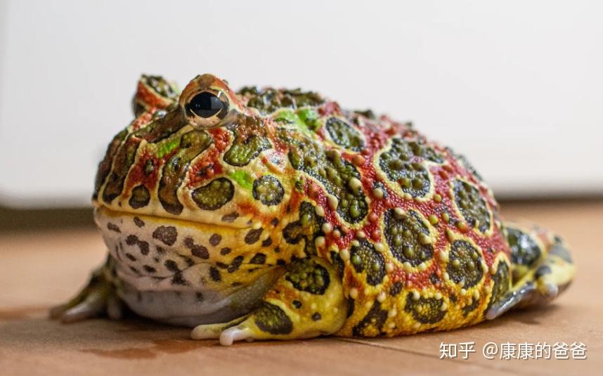 角蛙壽命是多少年_角蛙壽命_哪種角蛙壽命長